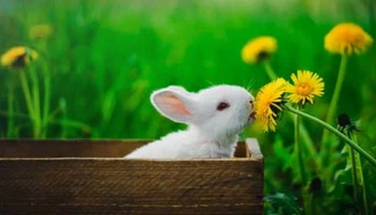 兴化伴游招聘,风信子伴游网